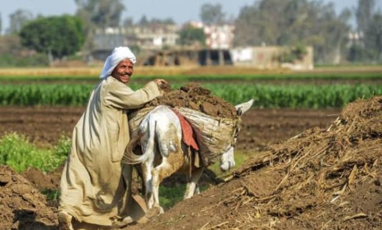 المزارع المصري-صورة ارشيفية