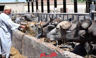 مشروع البتلو