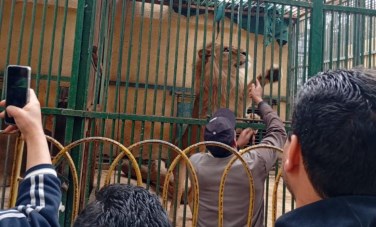 استقبال حدائق الحيوان للزوار 