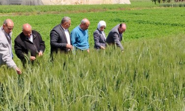 متابعة الزراعة للقمح