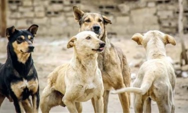 مكافحة السعار