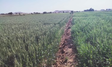 إنهاء أزمة تسرب مياه الصرف بأراضي فرشوط