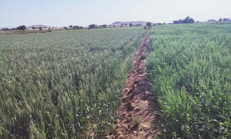 إنهاء أزمة تسرب مياه الصرف بأراضي فرشوط