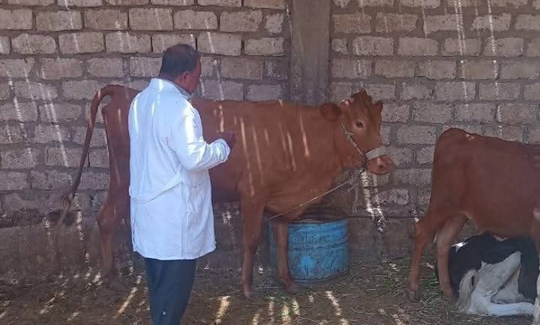 حملات للتحصين ضد مرضي الجلد العقدي وجدري الأغنام بقنا
