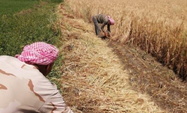 حصاد القمح في الشرقيه 