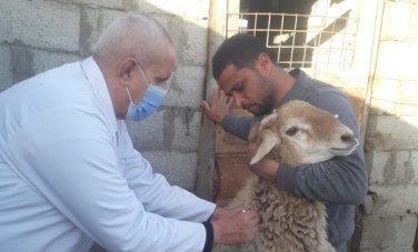 تحصين الماشية