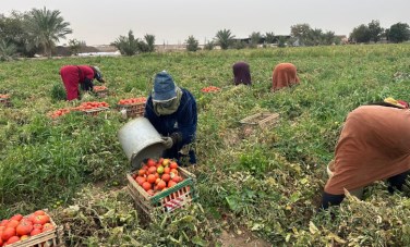 حصاد الطماطم داخل غيطان محافظة الشرقية