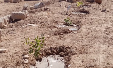المبادرة الرئاسية 100 مليون شجرة