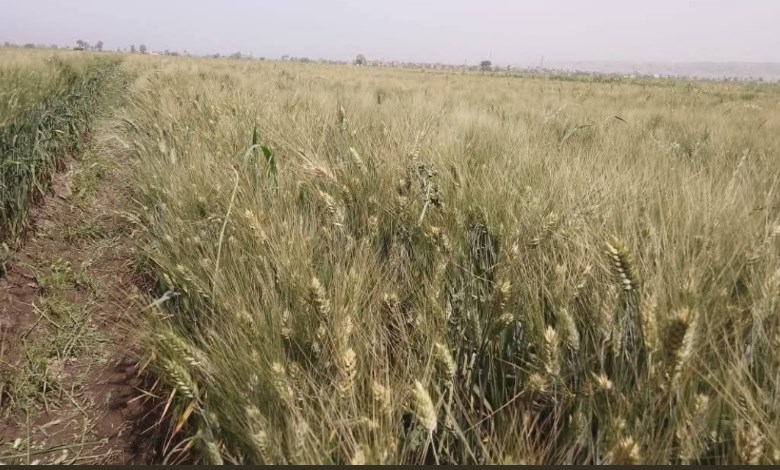 توريد محصول القمح بسوهاج 