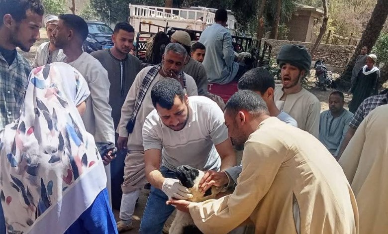 تسليم 850 رأس أغنام بسوهاج