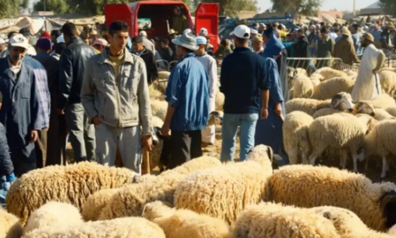 الأضحية 