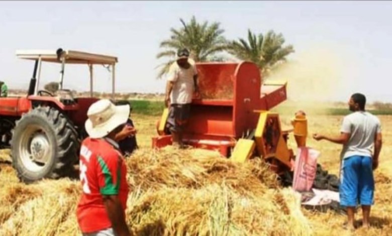 حصاد القمح