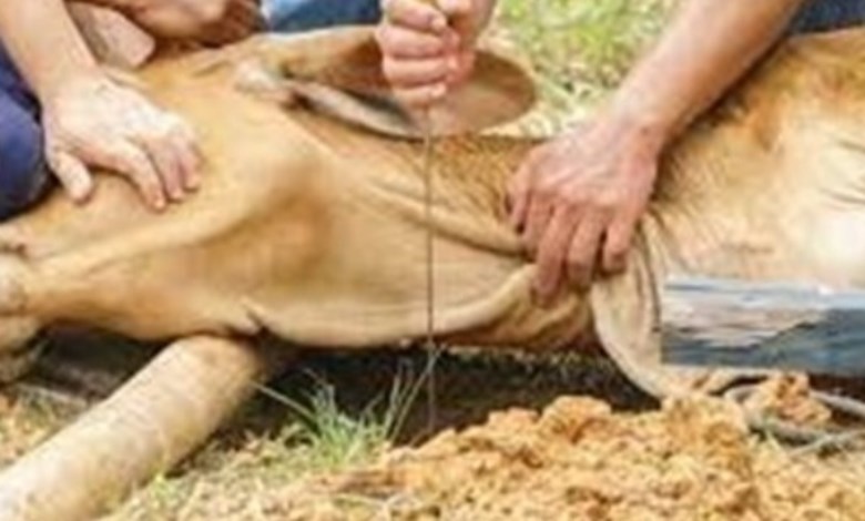 ذبح الحيوان 