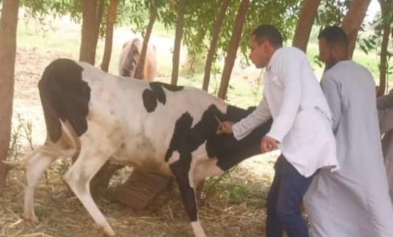 التحصين ضد الجلد العقدى وجدرى الأغنام 
