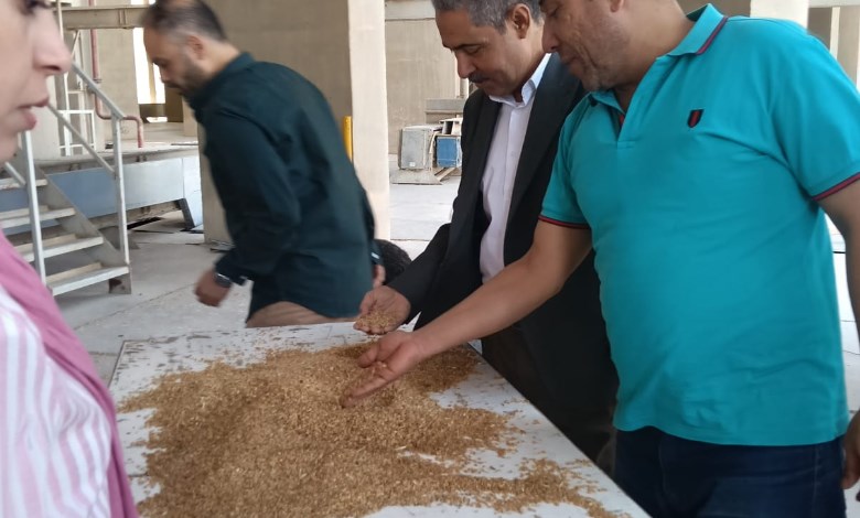 توريد الذهب الأصفر في أسيوط