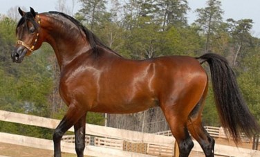 الخيل العربي
