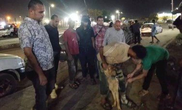 حملات تطعيم وترقيم الكلاب الضالة