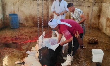 المجازر الحكومية وفي أسيوط