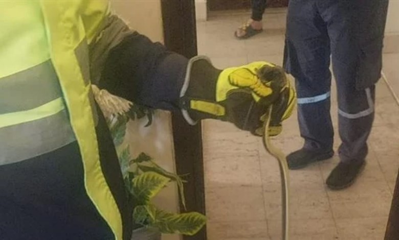 لحظة ضبط ثعبان داخل شقة