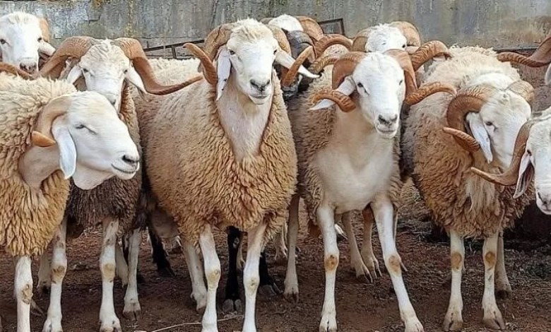 صحة الأضحية