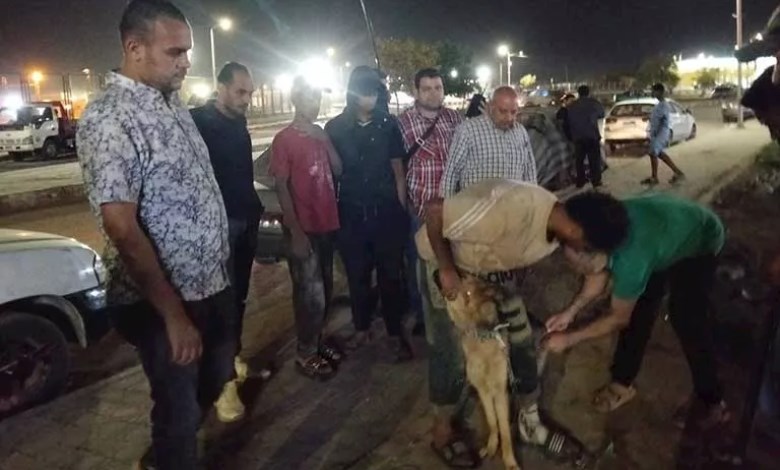 حملات تطعيم وترقيم الكلاب الضالة