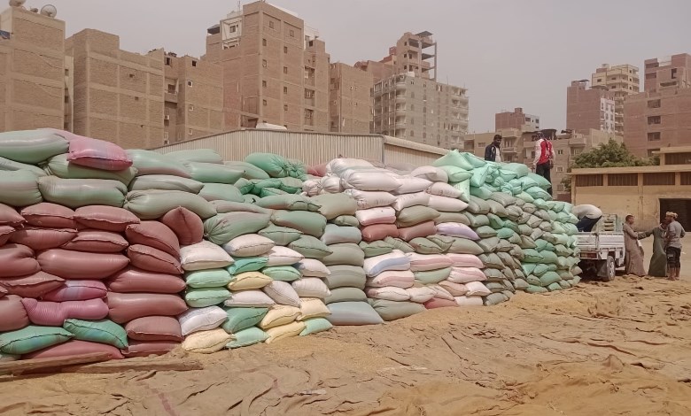 توريد القمح في أسيوط