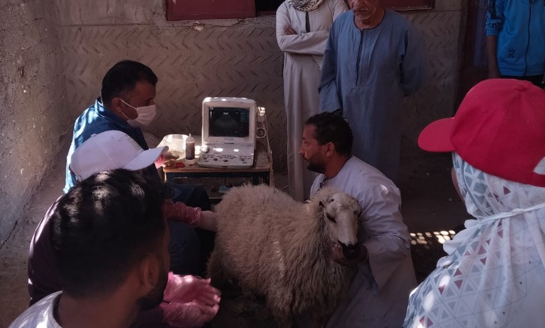 تسليم 216 رأس أغنام وماعز لـ100 أسرة منتجة بأسيوط