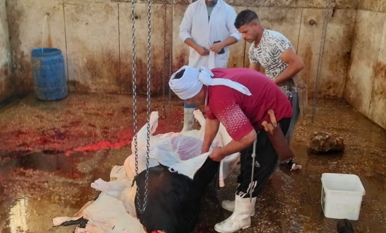 المجازر الحكومية وفي أسيوط