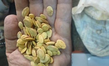 محافظ أسيوط: ضبط مواد محظور استخدامها في تلوين الأغذية بالمخالفة للاشتراطات الصحية داخل إحدى مقالي اللب بحي غرب