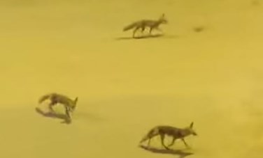 ظهور ثعالب 