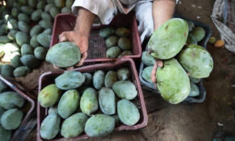 موسم المانجو 