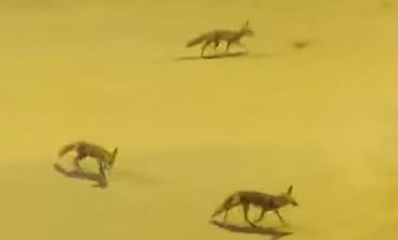 ظهور ثعالب 