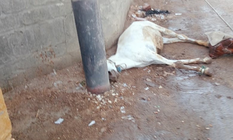 نفوق حمار صعقا بالكهرباء 