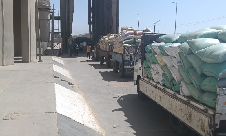 توريد القمح المحلي بأسيوط